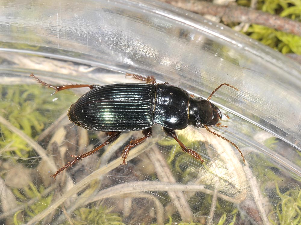 Harpalus rubripes